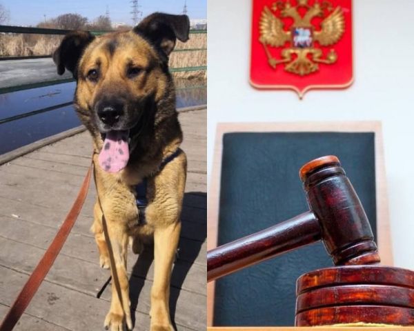 8 месяцев ограничения свободы – итоги решающего судебного заседания по делу пса Боцмана